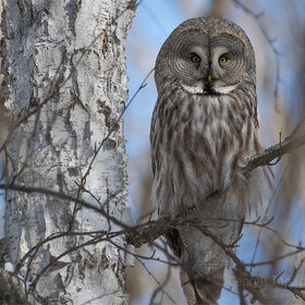 ��������� �������