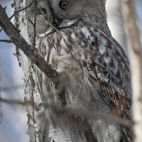 ��������� �������