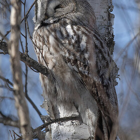 ��������� �������