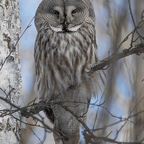 ��������� �������