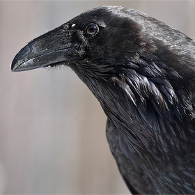 Ворон (Corvus corax).