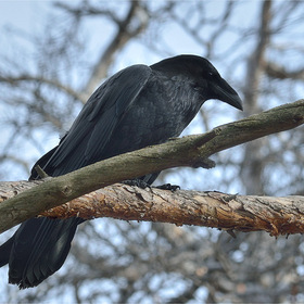 Вoрон (Corvus corax)