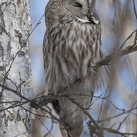 ��������� �������