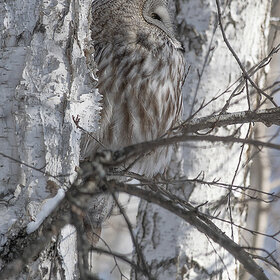 ��������� �������