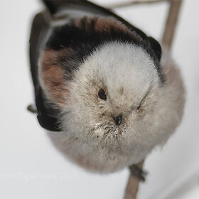 ������������� ������� (���������)