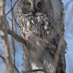 ��������� �������