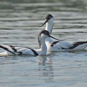 Пара шилоклювок (Recurvirostra avosetta)