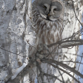 ��������� �������